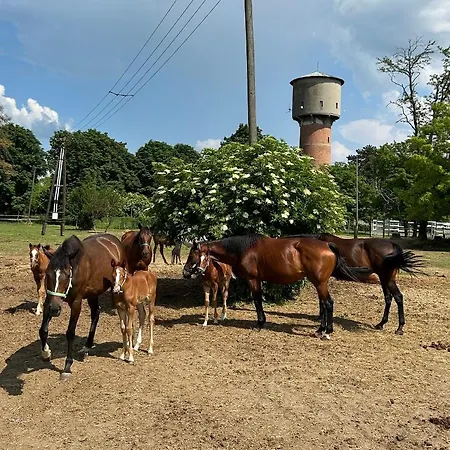 Helikon Apartman * كيستاي